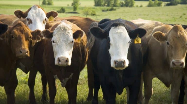 A group of young cows in Nebraska grass pasture